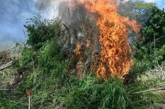 5.000 Batang Ganja Dimusnahkan di Aceh Besar (Foto: BNN)