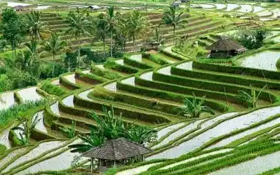 6.500 Hektar Sawah Hilang dalam 6 Tahun di Bali (Foto: Ist)