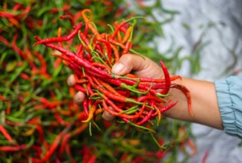 Cabai ramit merah