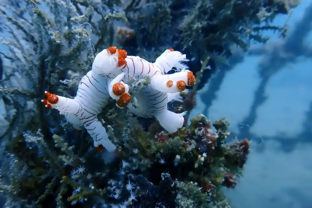 PT Timah Konsisten Tenggelamkan Artificial Reef [Foto: Doc. PT Timah]