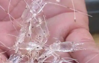 Ilustrasi [Foto: Ist]