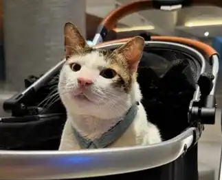 Bobby Kertanegara, Kucing Peliharaan Presiden Prabowo [Foto: Ist]