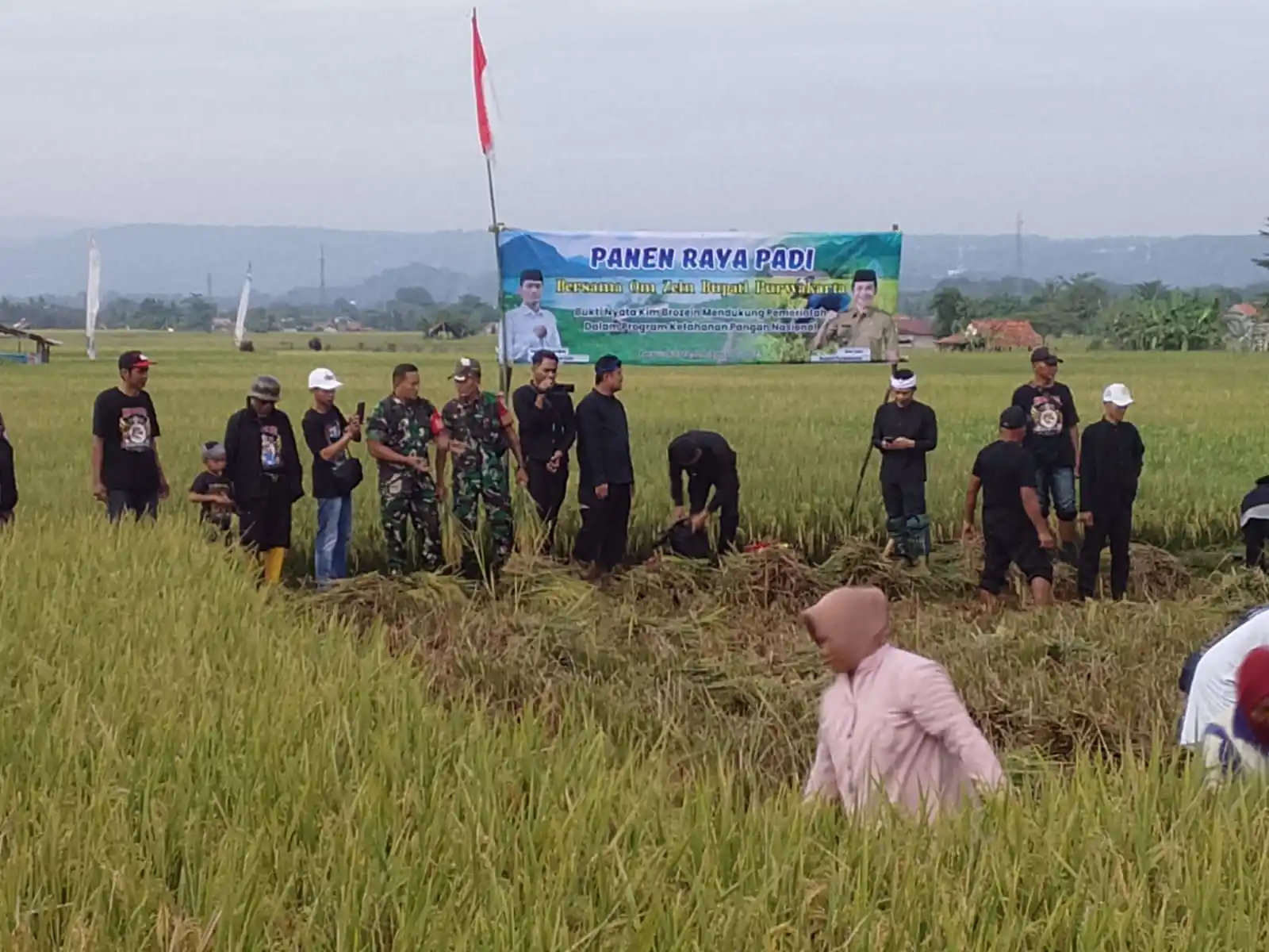 Bupati Purwakarta Saepul Bahri Binzein dan jajarannya saat melakukan panen raya padi di areal pesawahan Kelurahan Tegal Munjul  (Foto: Koswara/MI)
