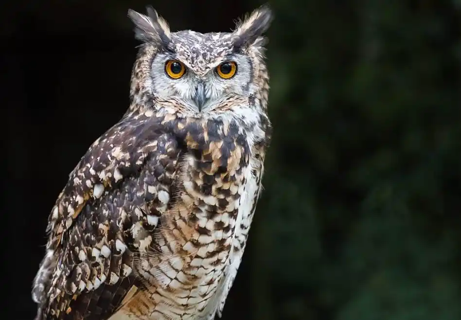 Burung Hantu (Foto: Ist)
