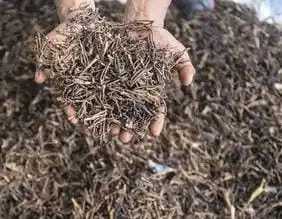 Cengkeh Indonesia Terindikasi Radioaktif (Foto: Ist)