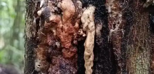 Ekspor Kemenyan RI Tembus Rp847 Miliar (Foto: Dok MI)