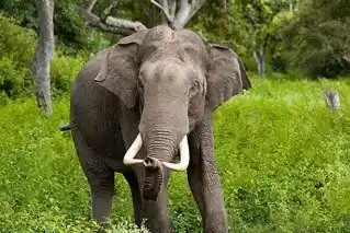Ilustrasi - Gajah liar merusak rumah warga di Desa Gunung Doh, Tanggamus Lampung (Foto: Ist)