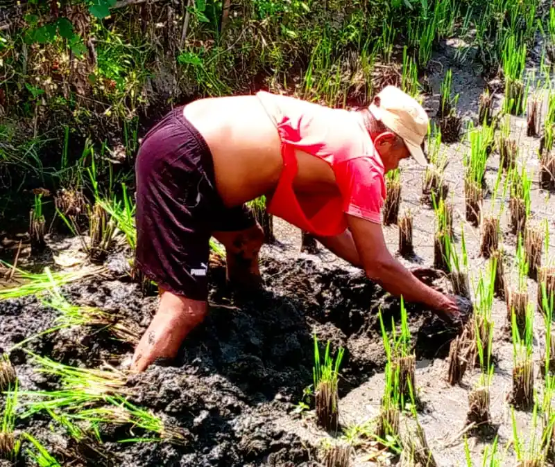 Gogik sedang "action" mencari belut di sawah, di daerah desa Geneng, Sewon, Bantul, Yogyakarta, Sabtu, 11 Oktober 2025. (Foto: Dok MI/Gatot Eko Cahyono)