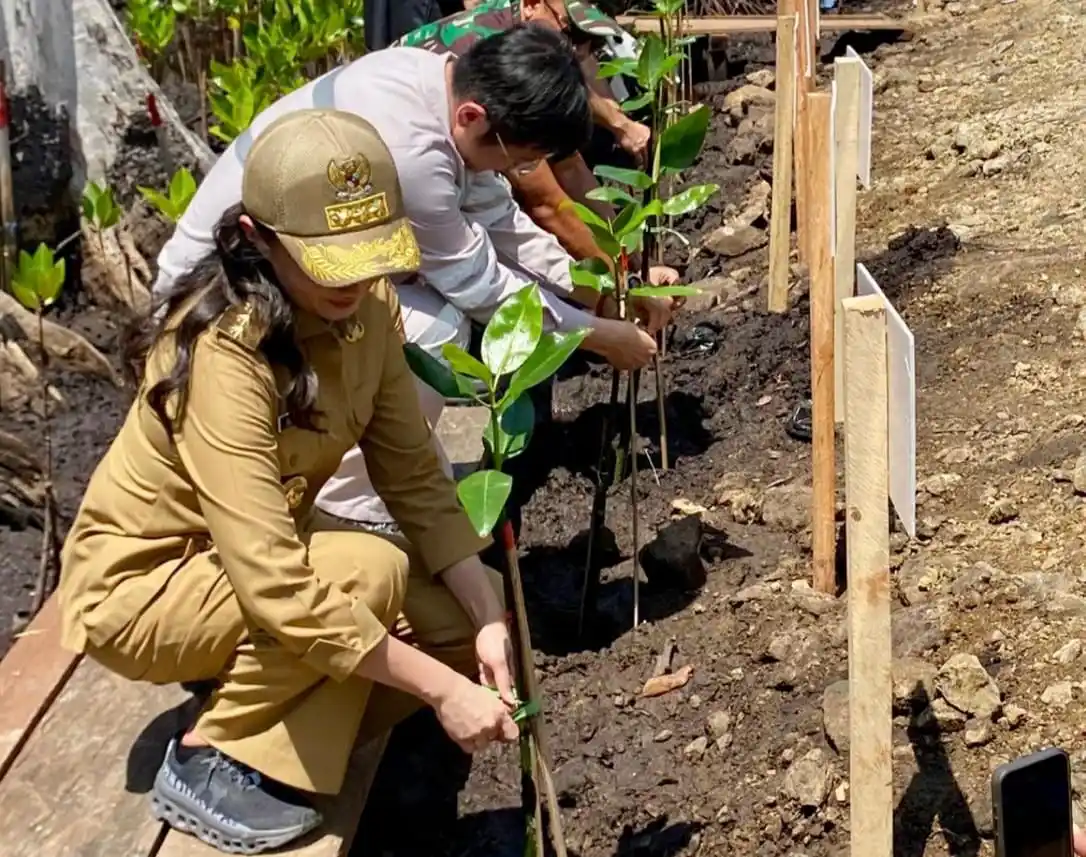 Gubernur Sherly Tjoanda menanam bibit mangrove di pesisir Desa Kobe, Halteng, dalam aksi sejuta mangrove yang digagas bersama IWIP dan masyarakat, Selasa 22 Juli 2025. (Foto: Biro Adpim Malut).