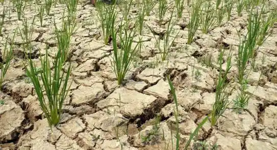 Hampir Setengah Wilayah Indonesia Sudah Masuki Musim Kemarau (Foto: Ist)