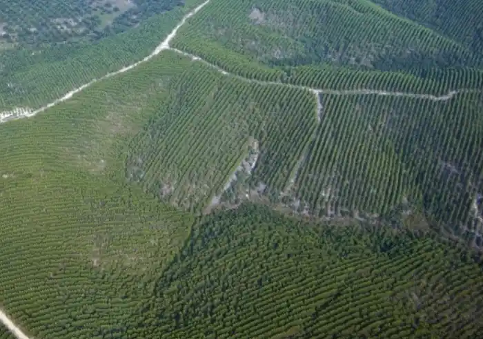Hutan Tanaman Industri (HTI) di Riau (Foto: Istimewa)