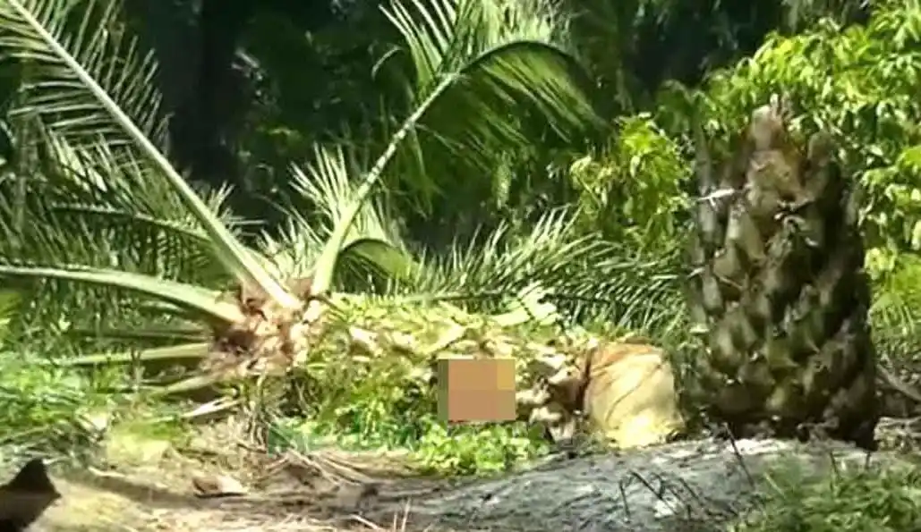 Ilustrasi (Foto: Ist)