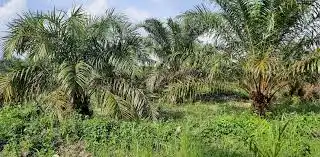 Kebun Kelapa Sawit (Foto: Ist)