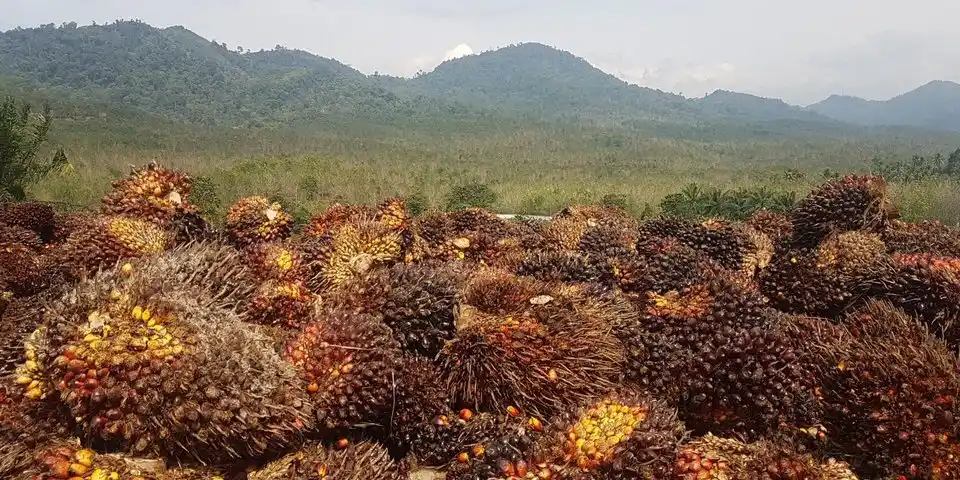 Kelapa Sawit (Foto: Ist)