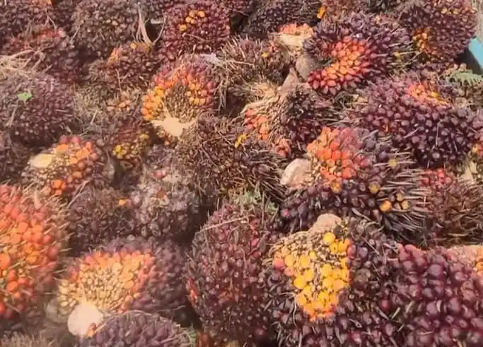 Kelapa Sawit (Foto: Dok MI)