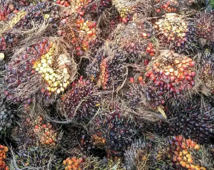 Kelapa Sawit (Foto: Dok MI)