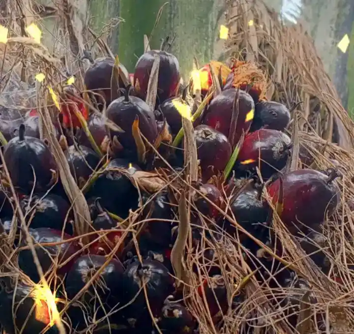 Kelapa Sawit (Foto: Dok MI)