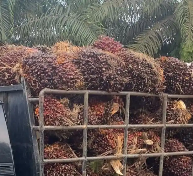 Kelapa Sawit (Foto: Dok MI)