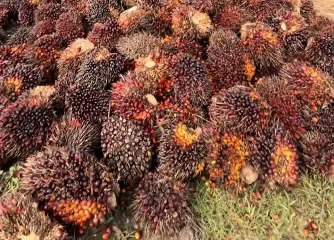 Kelapa Sawit (Foto: Dok MI)