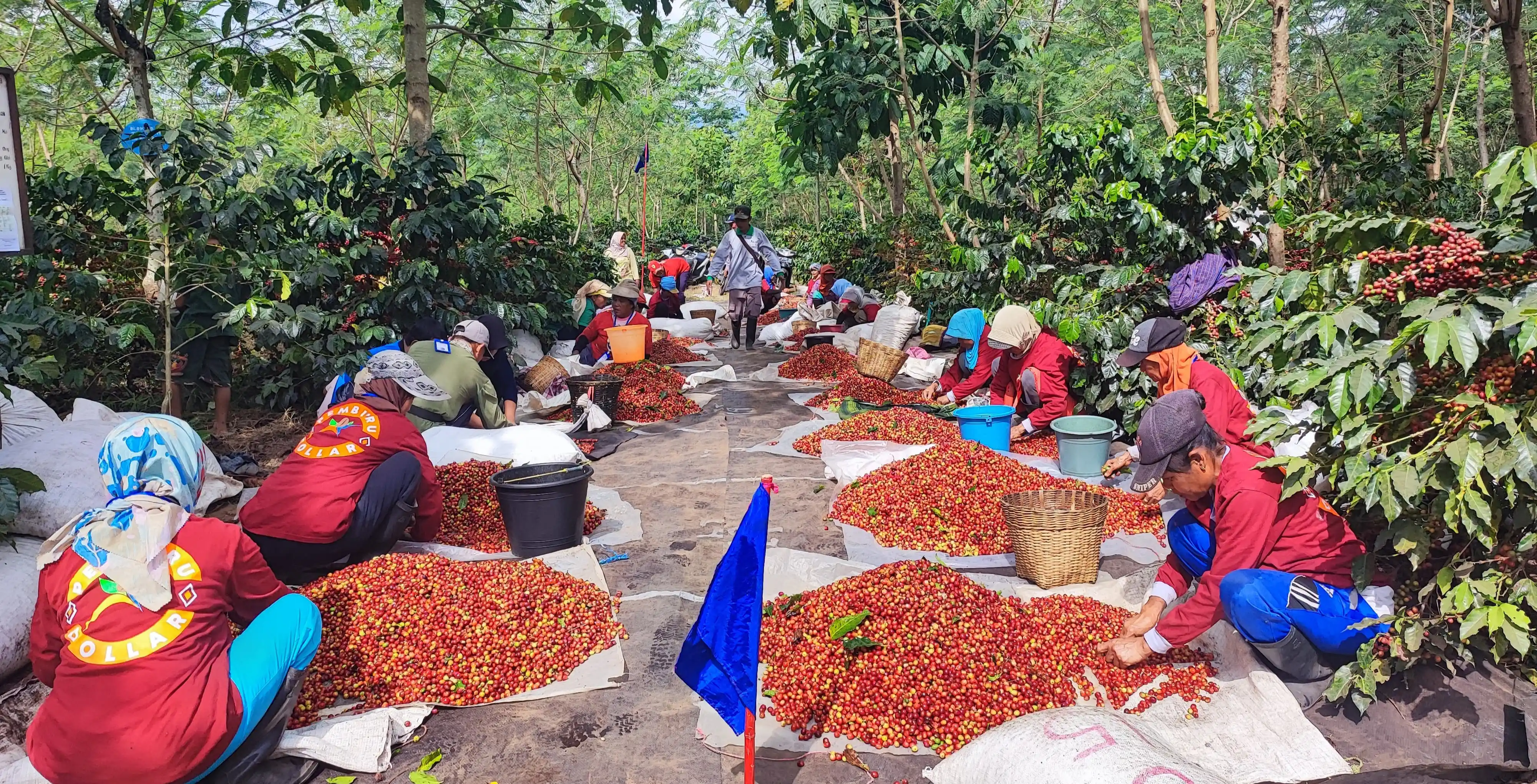 Hasil Transformasi, PTPN Target Produksi Kopi Tertinggi Mencapai 1.200 Ton (Foto: Dok MI)