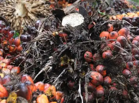 Kelapa Sawit (Foto: Dok MI)