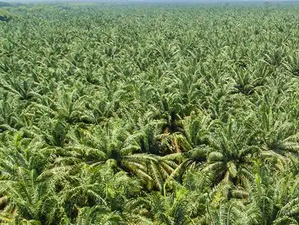 PP 45/2025 Dinilai jadi Ancaman Masa Depan Industri Sawit Indonesia (Foto: Ist)