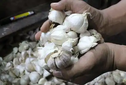 KPK diminta turut mengusut dugaan mafia kuota bawang putih yang bergentayangan di Kementerian Perdagangan sehingga merugikan petani (Foto: Dok MI/Ant)