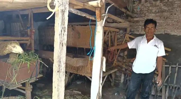 Pemilik kambing yang hilang menunjukkan tembok yang jebol dilubangi maling (Foto: Dok MI)