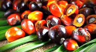 Ilustrasi Sawit (Foto: Ist)