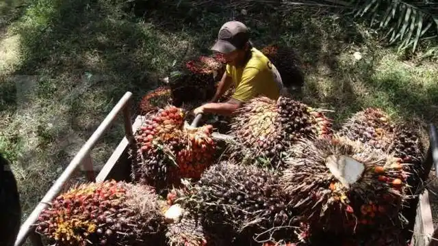 Kelapa Sawit (Foto: Ist)
