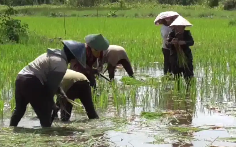 Pemerintah Bakal Gaji Petani Terdampak Bencana Sumatera (Foto: Ist)