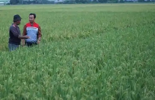 Pertamina Salurkan Energi Bersih Ke Lahan Pertanian Di Kalijaran (Foto: Ist)