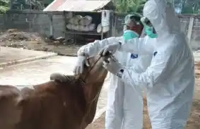 Ilustras - Petugas memberikan perawatan kepaha hewan ternak sapi terkena wabah PMK (Foto: Ist)