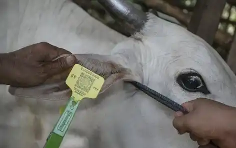 Pemasangan Eartag Secure QR Code pada ternak sapi (Foto: Dok MI/Antara)