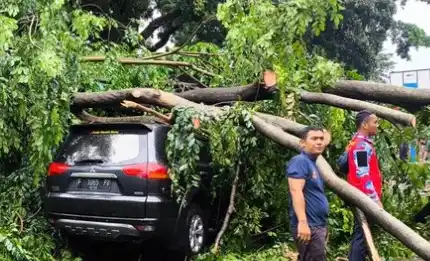 Pohon tumbang akibat hujan deras disertai angin kencang (Foto: Ist)