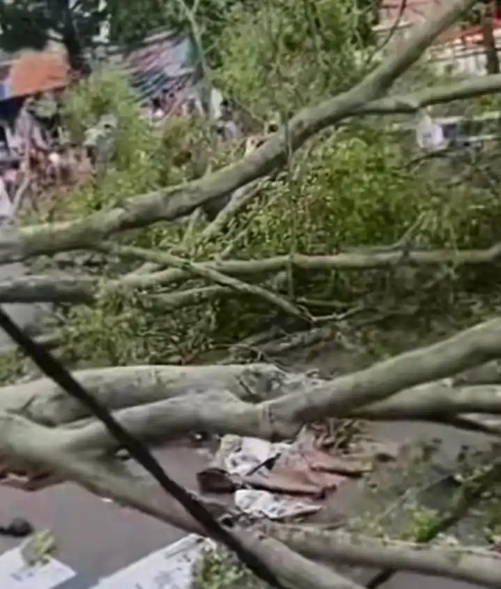 Pohon Tumbang di Pemalang saat Salat Id (Foto: Dok MI)