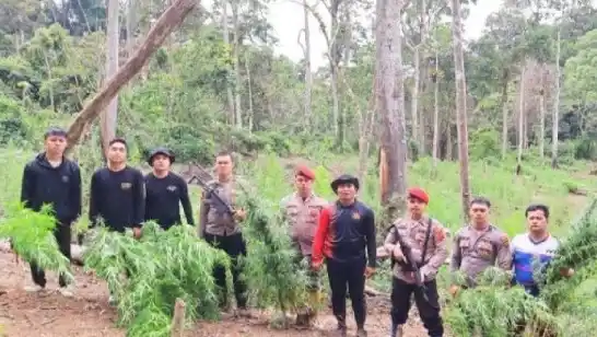 Polres Madina memusnahkan 6 hektar ladang ganja di Mandailing Natal (Foto: Polres Madina)