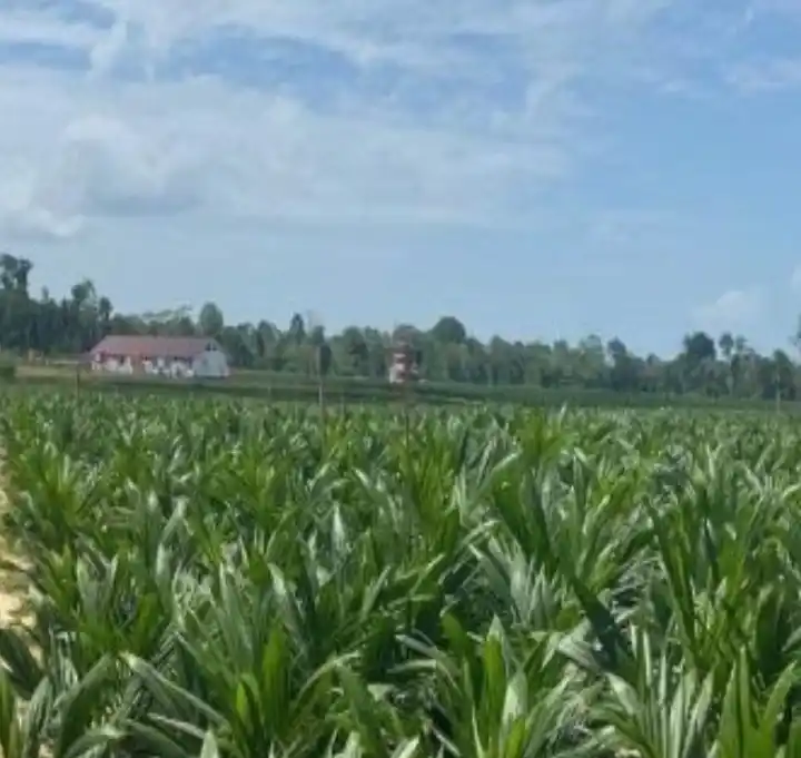 PT Krida Agri Sawita (KAS). (Foto: Dok MI)