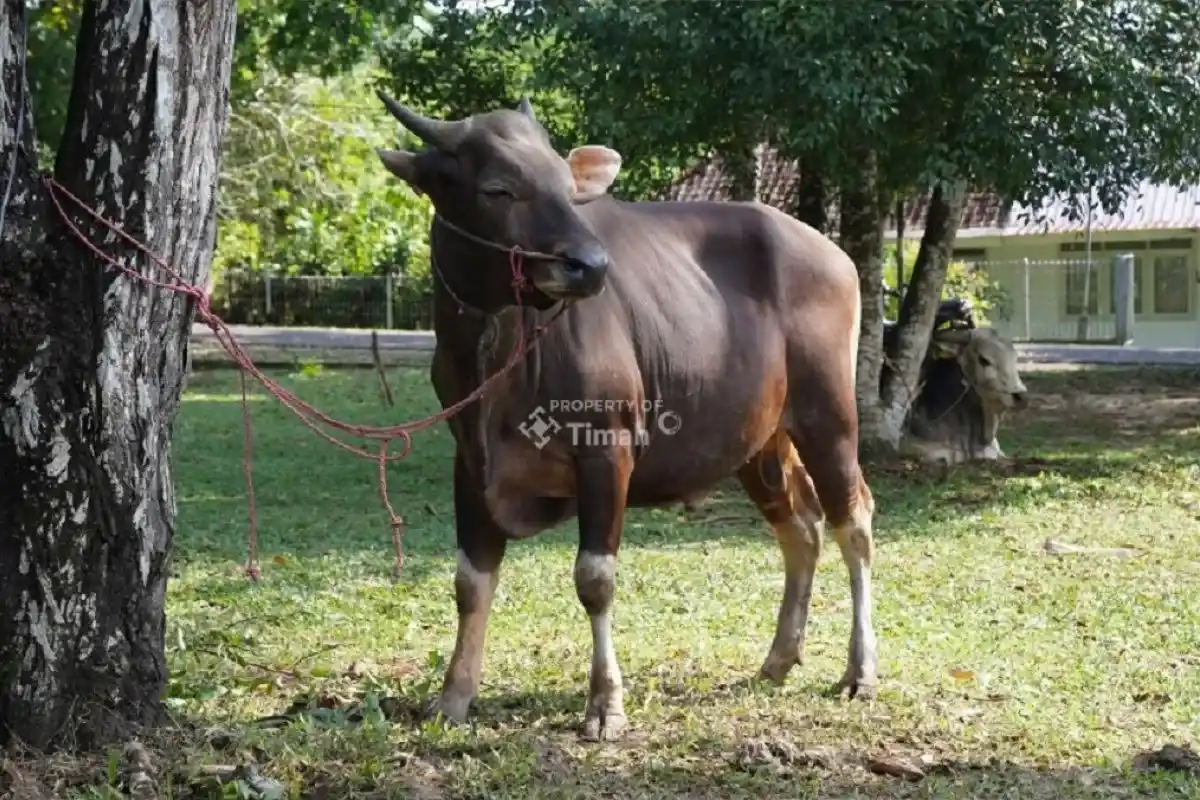 PT Timah Salurkan Ratusan Hewan Kurban di 3 Provinsi [Foto: Doc. PT Timah]