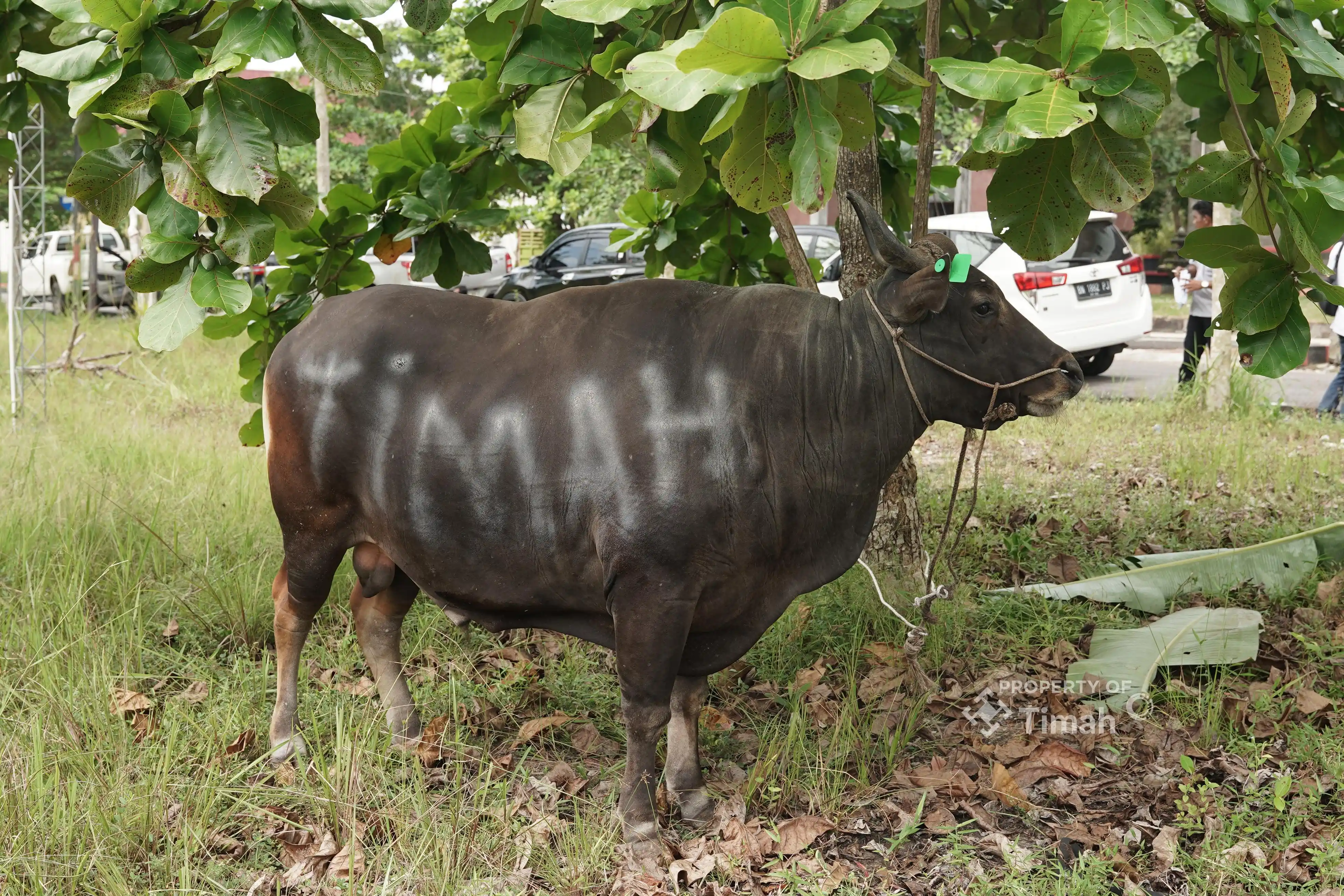 PT Timah Tebar Ratusan Hewan Kurban di 4 Provinsi [Foto: Doc. PT Timah]