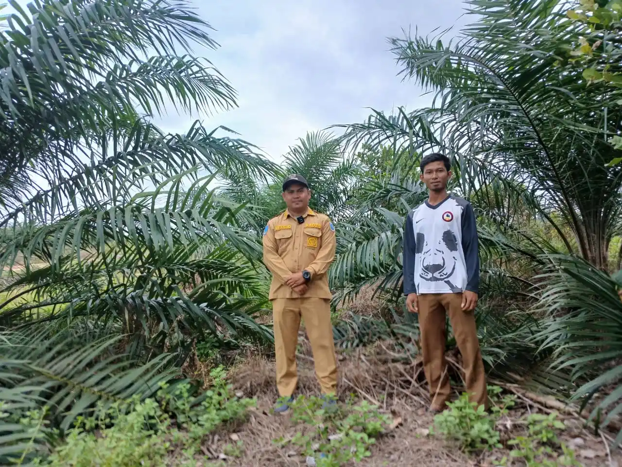 Gandeng Pemerintah Desa Air Limau, PT Timah Sulap Lahan Bekas Tambang Jadi Kawasan Perkebunan [Foto: Doc. PT Timah]