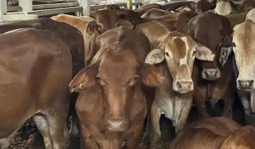 40.500 Ekor Sapi Impor Masuk Indonesia Lewat Skema Investasi (Foto: Ist)