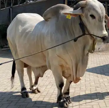 Sapi jenis peranakan ongole (PO) [Foto: Ist]
