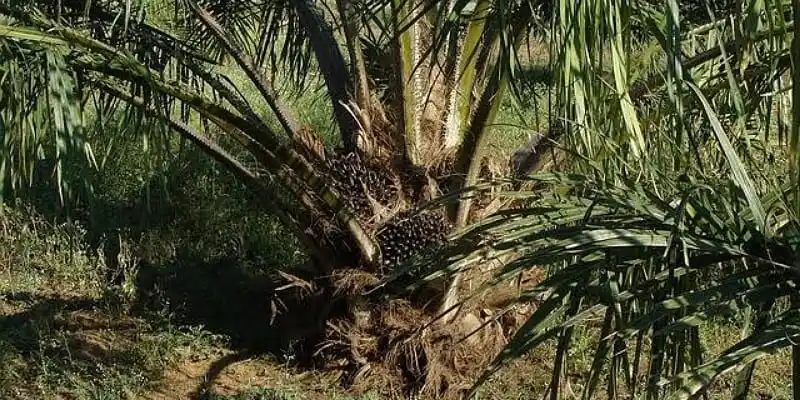 Kelapa Sawit (Foto: Ist)