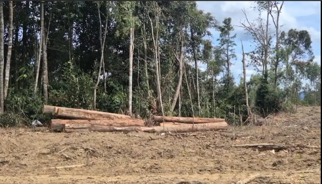 Tumpukan kayu alam di sekitar PKR-TPL  di Kabupaten Tapanuli Selatan. [Foto: Auriga]