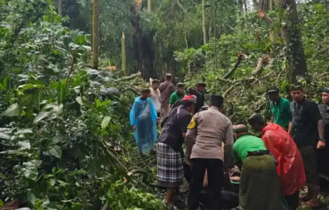 Turis tertimpa pohon di objek wisata Monkey Forest (Foto: Repro)