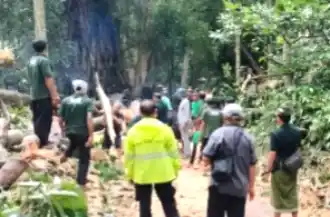 Wisatawan WNA Tewas Tertimpa Pohon (Foto: Repro)